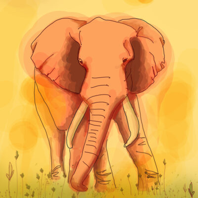 Illustratie Olifant A4 print